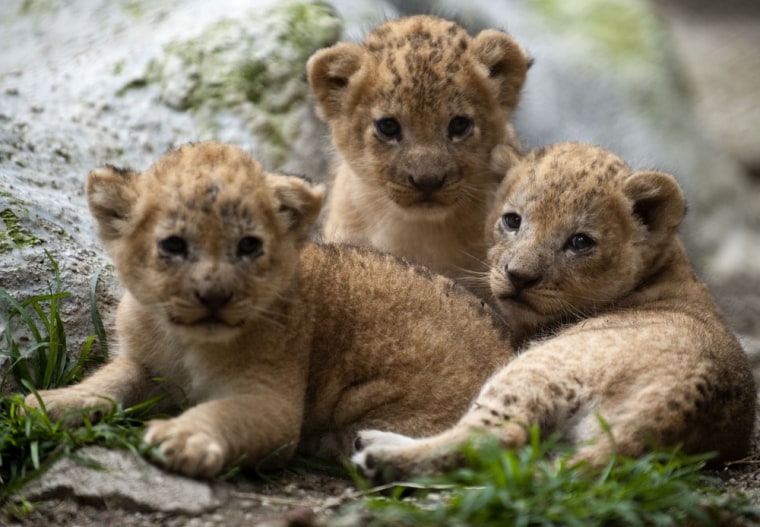 Three lion cubs play at the Santa Fe zoo in Colombia, on Nov. 4.