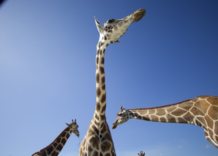 Mature giraffes check cars for treats.