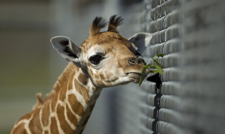 Rafiki, one of the two newest giraffe calves eats green leaves poking through a chain-link-fence.