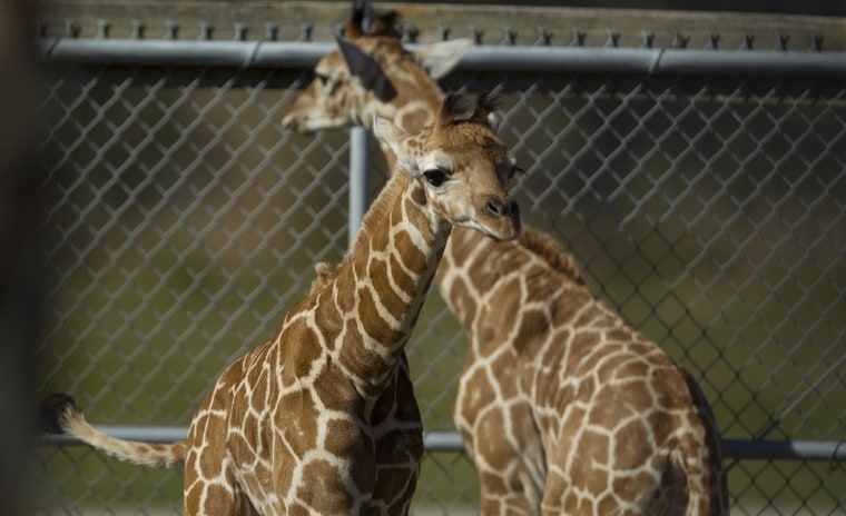 The two newest members of the giraffe herd at Lion Country Safari in West Palm Beach, Fla. in the maternity pen on, Nov. 4.