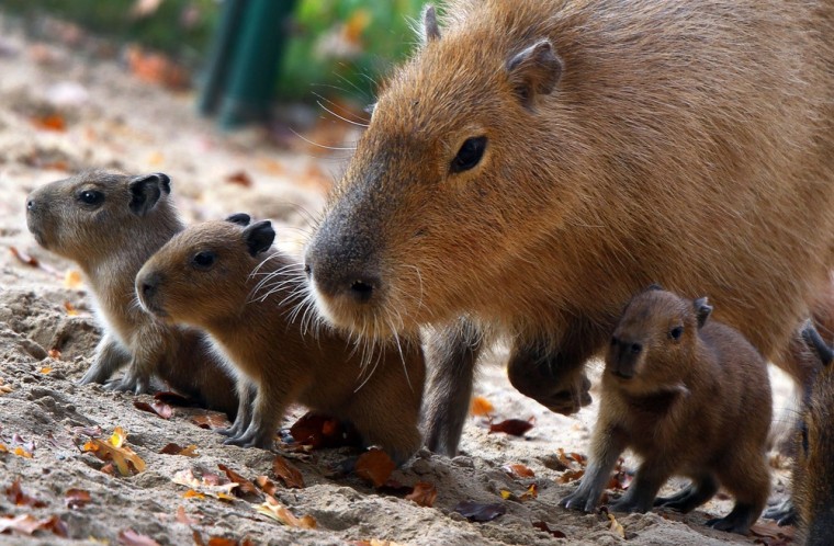 Four baby capybaras are accompanied by their mother on Nov. 3, at a zoo in Germany.