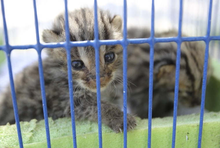 Two leopard kittens play in a cage.