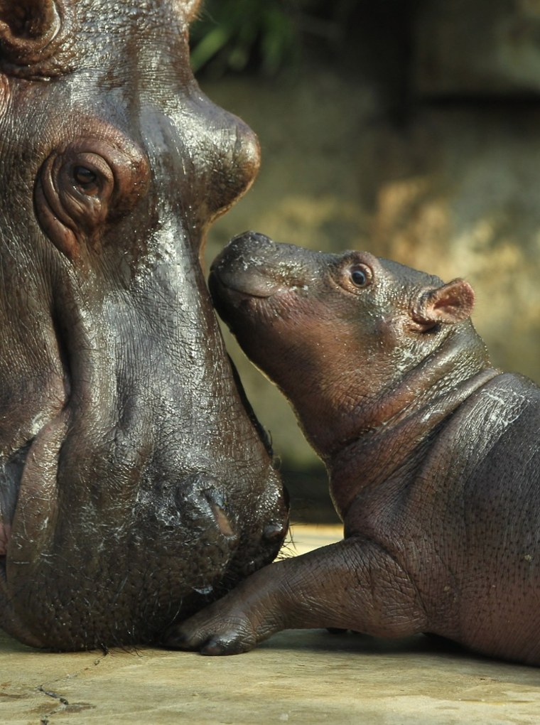 A baby hippopotamus lies next to its mother at a zoo in Berlin, Germany.