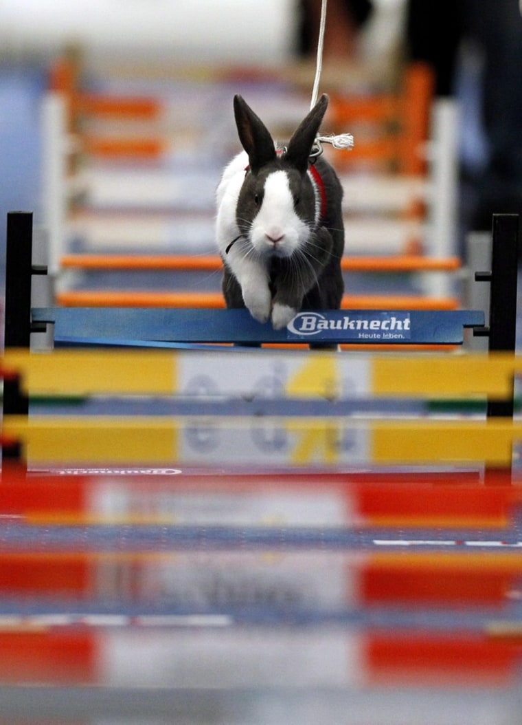 A rabbit clears a hurdle.
