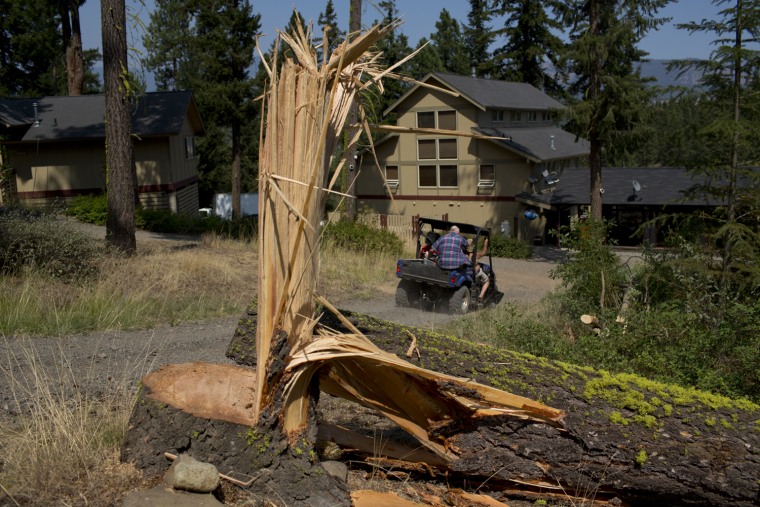 Felled in hopes of saving the property, a massive tree lies on the ground near the Huntley Lodge in Cle Elum, Wash., Thursday, Aug. 16. The owners of the lodge, Greg and Christi Huntley, decided to take the trees down to keep them from acting as fuel for the Taylor Bridge fire that was threatening their property.