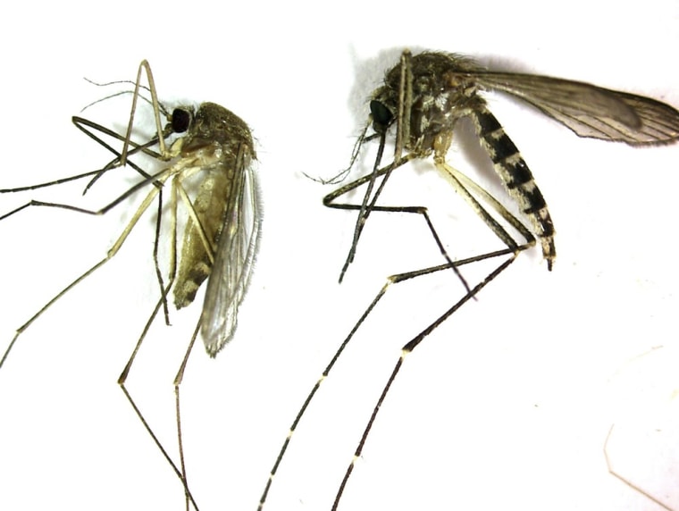 Culex pipiens, left, is the primary mosquito that can transmit West Nile virus to humans, birds and other animals. The bite of this mosquito is very gentle and usually unnoticed by people. At right is an Aedes vexans. It is a very aggressive biting mosquito but not an important transmitter of disease.