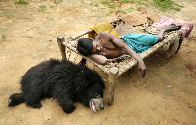 Faithful companion: Ghasiram Kisan rests next to the young sloth bear.