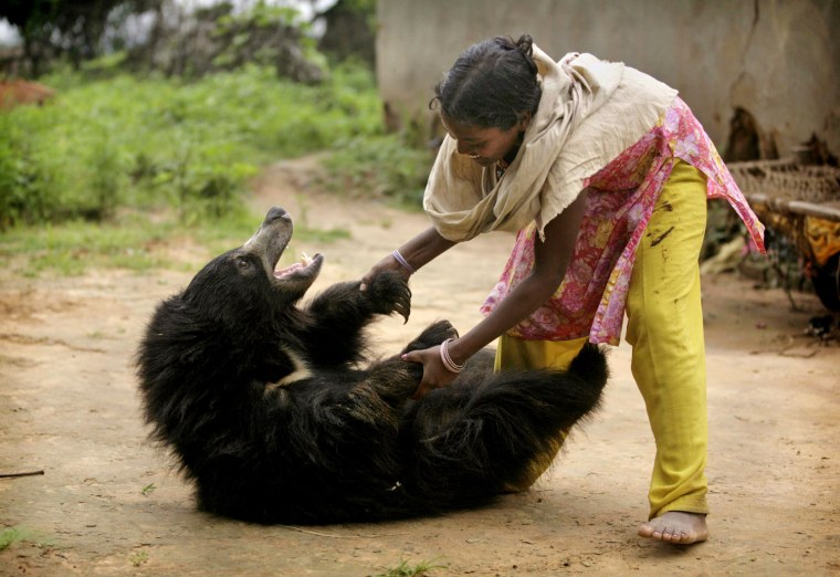 One-and-a-half-year-old sloth bear Buddu rolls around Buddu plays with Juli Kisan outside her family's home in Lakhapada, India.