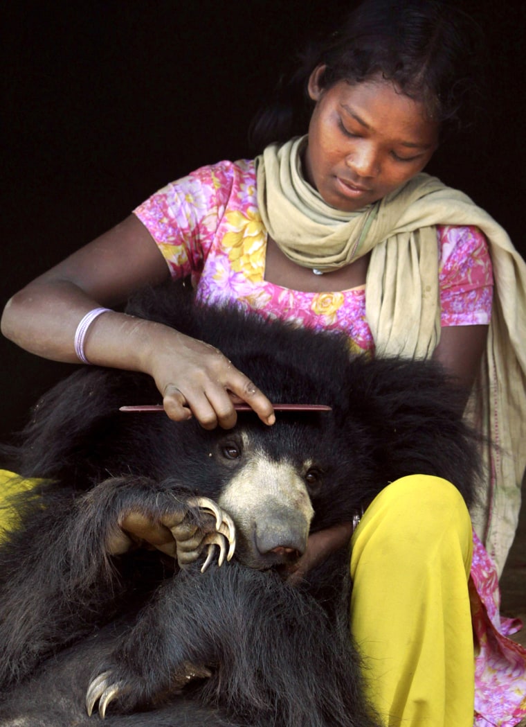 If you're concerned about Buddu's fate, worry no more. The cub, seen here getting his hair combed by Juli, was rescued from the family by wildlife officials Friday.