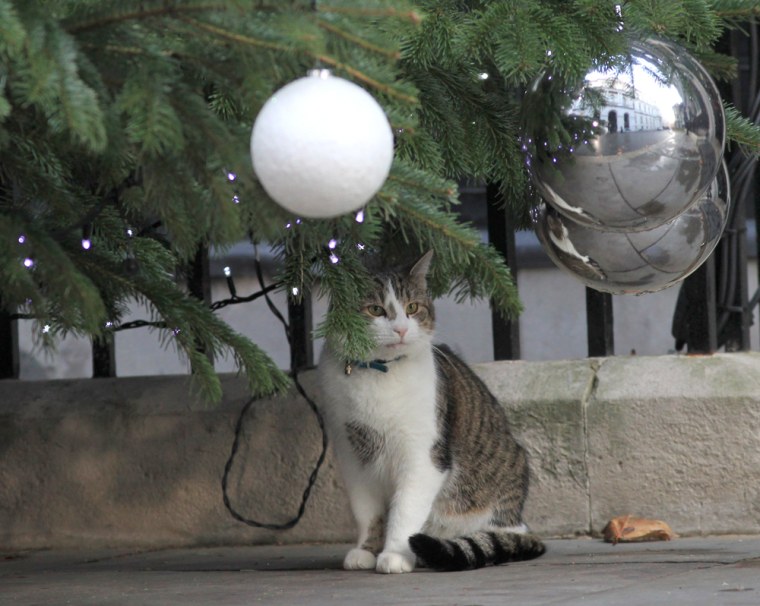 Larry the Downing Street cat sits under the Christmas tree at his home in central London. Staff at the prime minister's offices consider him a great colleague, describing him as friendly and playful.
