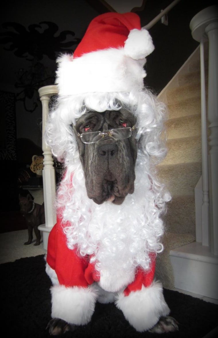 Ho..Ho..Ho..Santa Paws is coming!!!