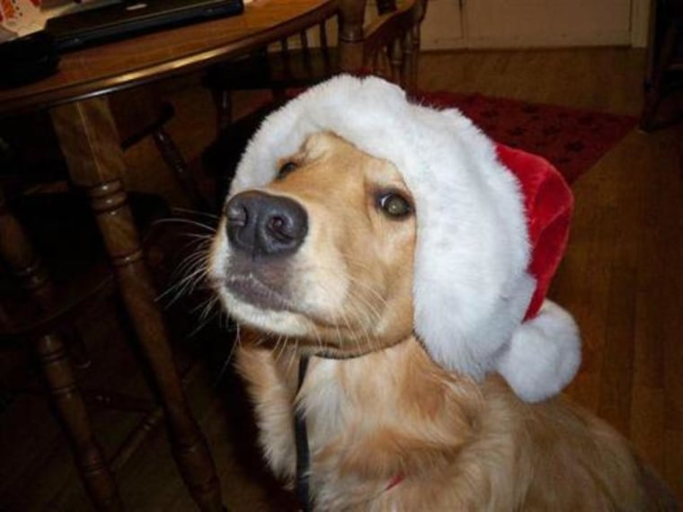 Jersey girl in her Santa hat :)