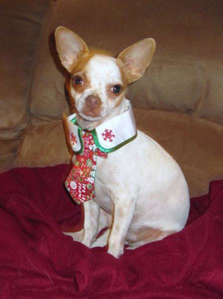 Our Chihuahua Falcor loves to get fancy for the holidays!