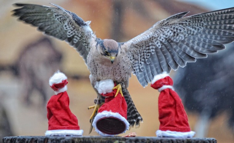 A hawk searches for his food underneath Christmas hats at the zoo in Hanover, Germany, on Dec. 22.