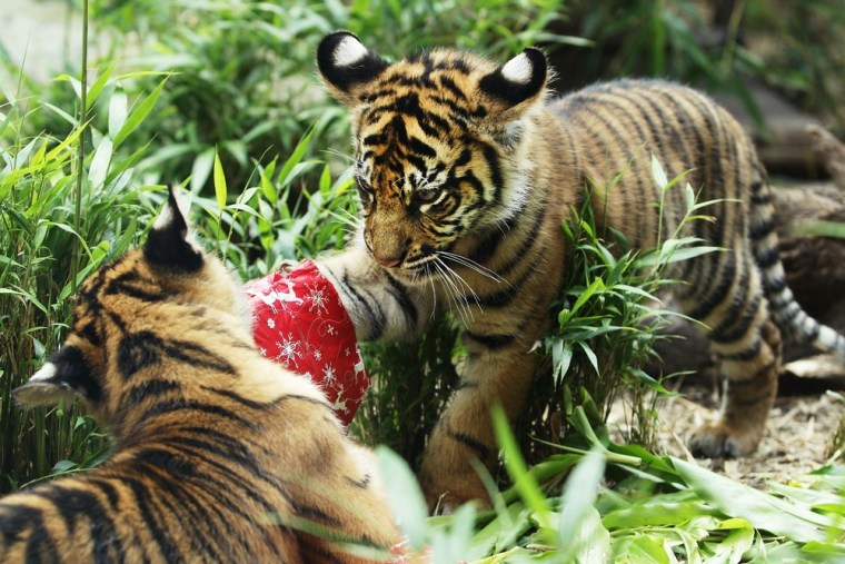 Sumatran tiger cubs tear apart a Christmas present at the Taronga Zoo on Dec. 21.