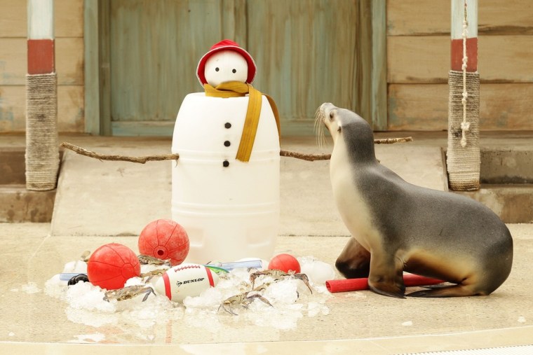 A seal investigates Christmas toys at the Taronga Zoo on Dec. 21.
