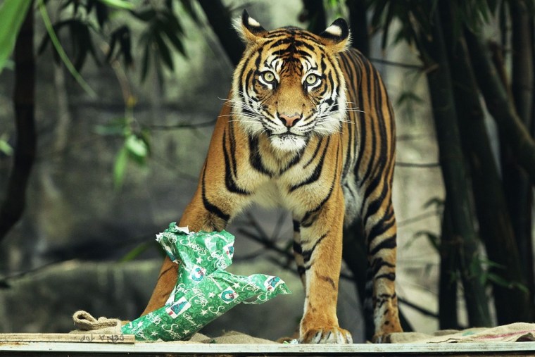 A Sumatran tiger tears apart a wrapped Christmas present at the Taronga Zoo on Dec. 21.