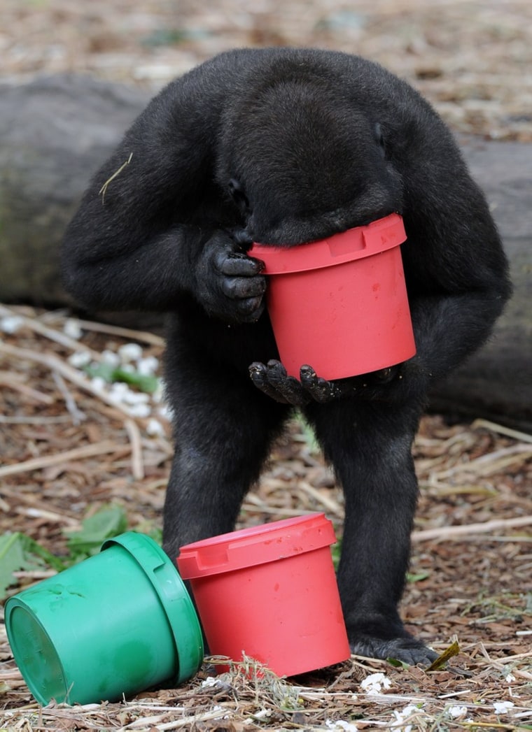 Western lowland gorilla Mahale eats his Christmas treat of popcorn at Taronga Zoo in Sydney on Dec. 21, 2011.