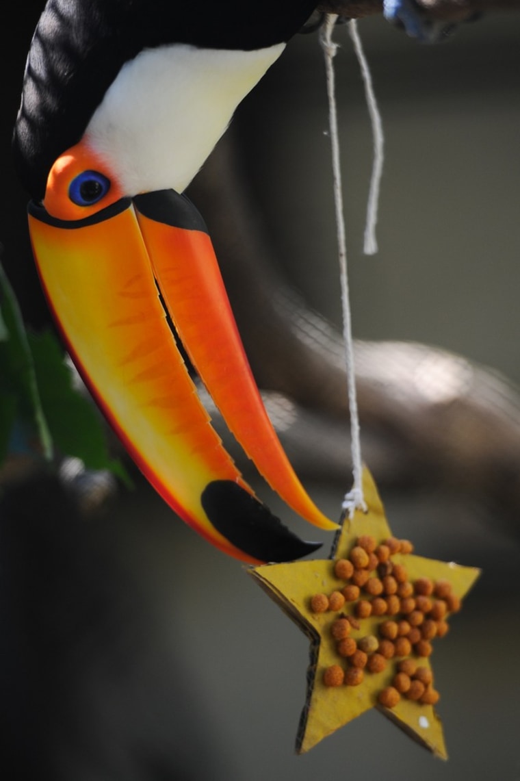 A toucan pecks at food attatched to a star-shaped piece of cardboard on Dec. 21, in Sao Paulo, Brazil.