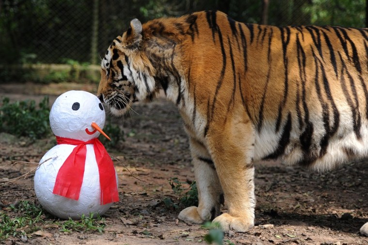 A Siberian tiger sniffs a papier-mache snowman given by the staff as a Christmas present on Dec. 21 in Sao Paulo, Brazil.