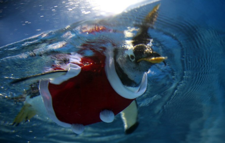A penguin dressed as Santa Claus swims at Tianjin Polar Ocean World on Dec. 21 in China.