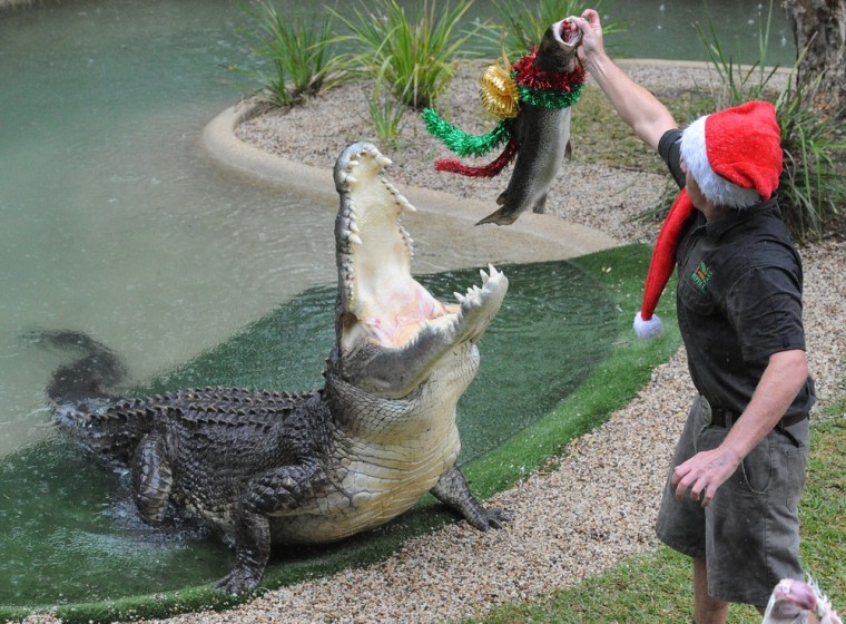 Reptile keeper Billy Collett offers a salmon adorned with Christmas decorations to Elvis the 16-foot saltwater crocodile at the Australian Reptile Park on Dec. 22.