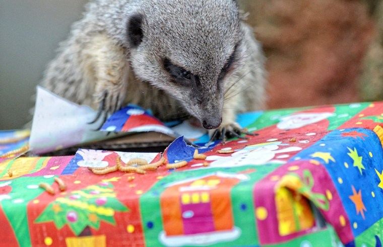 A suricat finds small treats in a Christmas presents at the Hanover zoo in Germany on Dec. 22.