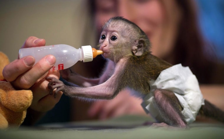 Zookeepers in Magdeburg, Germany, show off an adorable newborn mona monkey, born nine days ago.