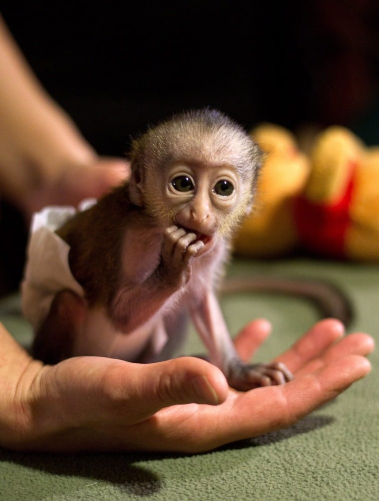 The baby mona monkey is so small it can sit snugly in a zookeeper's hand.
