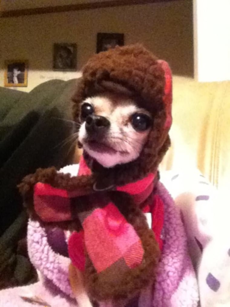 This is my 2.5 lb chihuahua, Sage. We live in Wyoming, so when we go out, she gets bundled up.