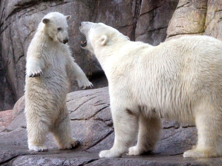 Augo the polar bear cub looks like his mother is telling him a thing or two.
