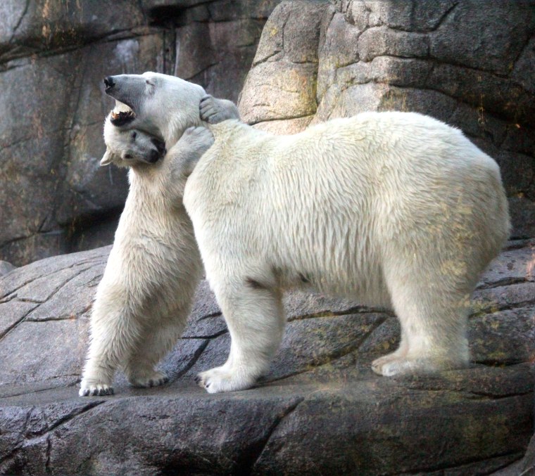 Augo the polar bear cub plays with his mother, Malik.