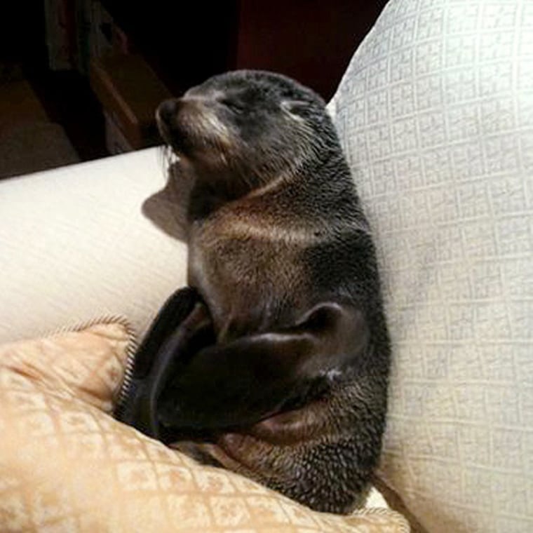 A New Zealand fur seal pup curls up on the couch of a private home in Welcome Bay, Tauranga in New Zealand on Dec. 11.
