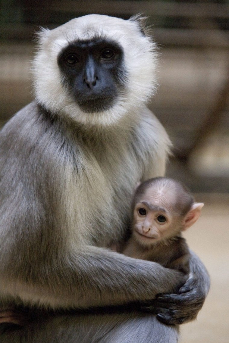 A gray baby langur monkey born Nov. 15 sits in the arms of his father, who is obviously proud of his offspring.