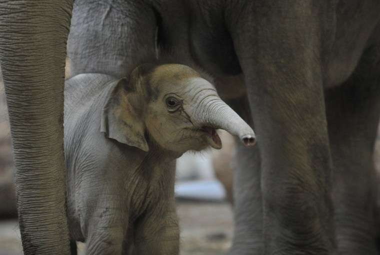 A baby elephant walks through his enclosure at the Tierpark Hellabrunn zoo in Germany, on Dec. 9.