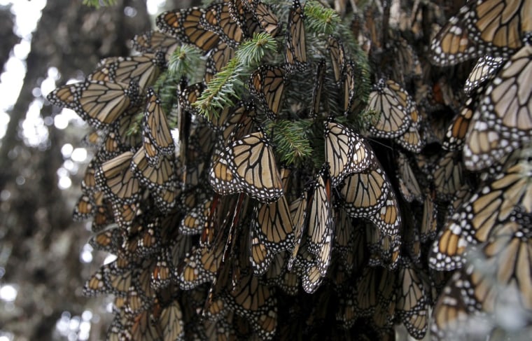Hundreds of monarch butterflies crowd over a tree trunk.