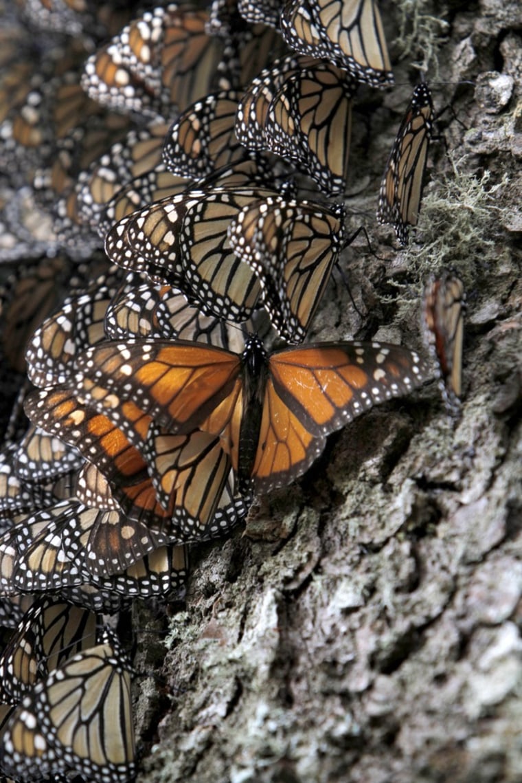 Monarch butterflies sit on a tree trunk.