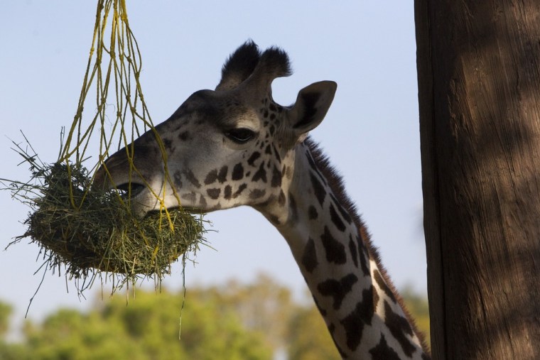 A giraffe digs in at the Houston Zoo.