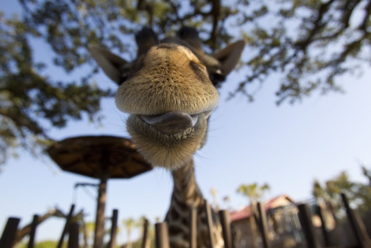 Mmm, good! This giraffe appears to be enjoying feeding time at the Houston Zoo on Dec. 1.
