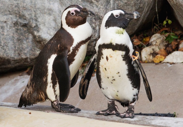 African penguins Pedro (r) and Buddy hang out with each other at the Toronto Zoo on Nov. 8.