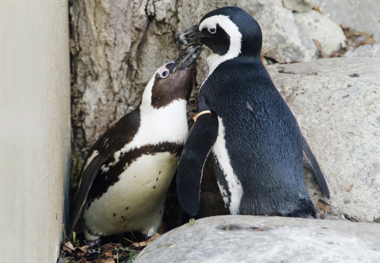 African penguins Pedro (right) and Buddy interact with each other at the Toronto Zoo on Nov. 8.