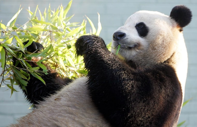 Yang Guang relaxes with some bamboo.