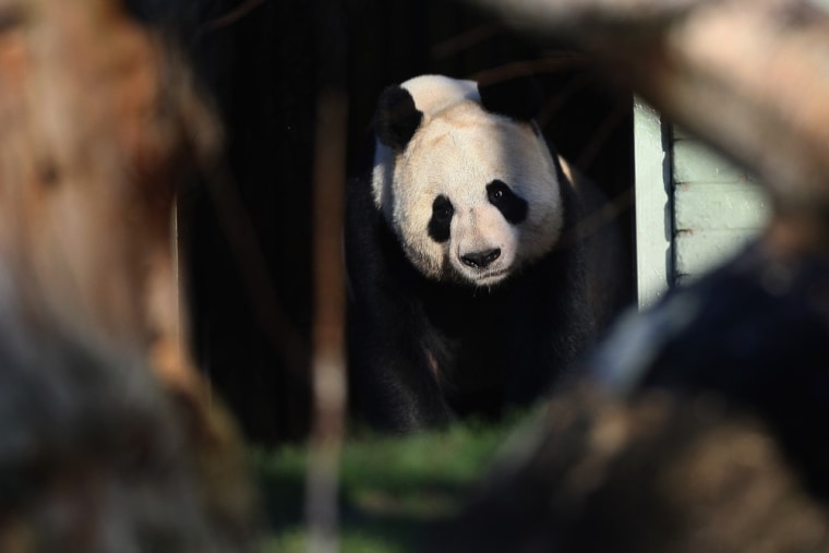 Female panda Tian Tian makes her first appearance on Dec. 12, in Edinburgh, Scotland.