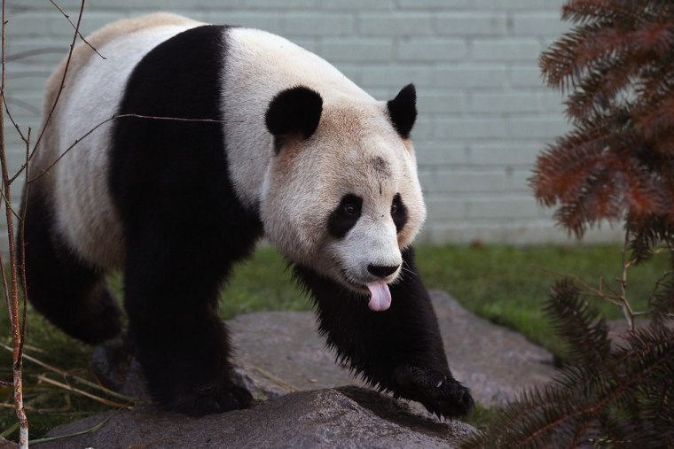 Yang Guang, a male panda, makes his first appearance on Dec. 12.