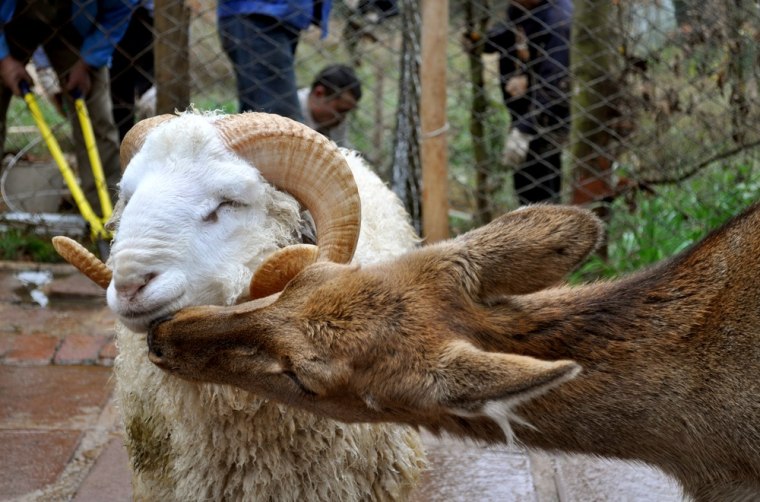 A ram named Changmao and a female deer named Chunzi nuzzle at the Yunnan Wild Animal Park in China on Dec. 2.