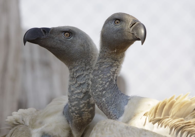 A pair of Cape vultures.