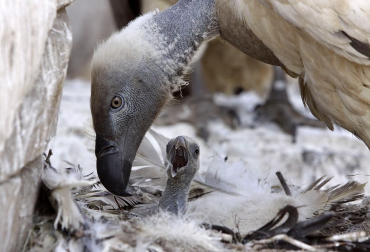 An artificially hatched chick is cared for by its parent at the Vulture Program at Boekenhoutskloof, South Africa.