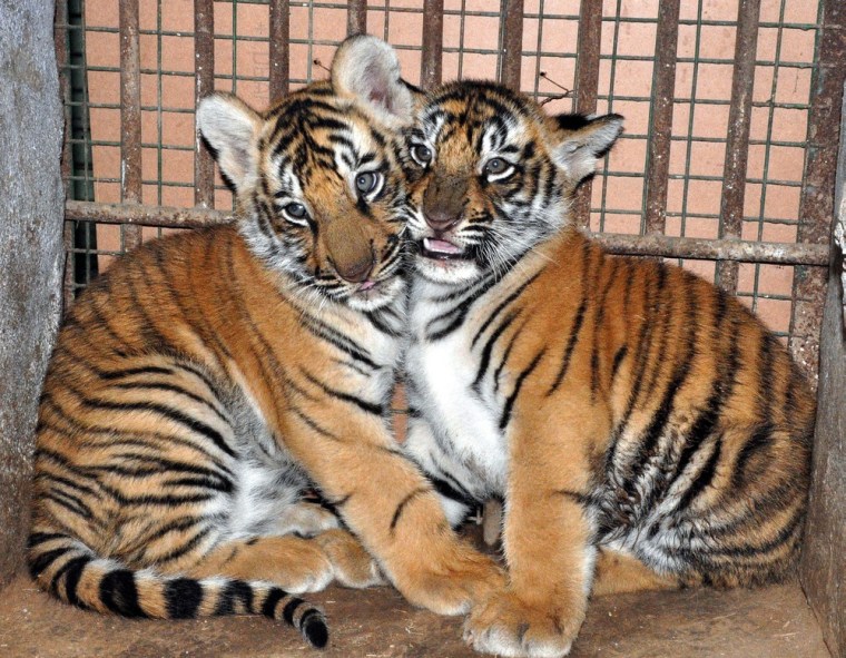 These tiger cubs at the Gandhi Zoological Park in India were 30 days old on Dec. 4.