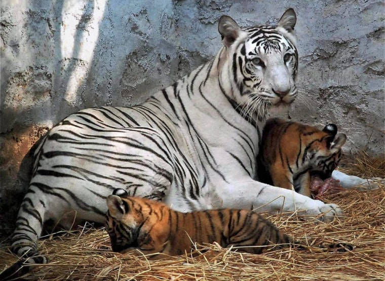 Yamuna and her two cubs during their first public viewing.