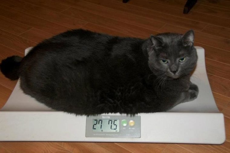 This is the first photo posted on Tiny's Facebook page showing the results of his Tuesday Weigh-In. Every Tuesday since Tiny started trying to lose we...